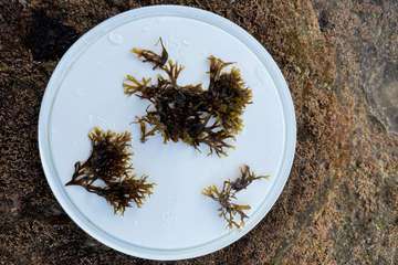 El alga invasora que está haciendo estragos en la zona del Estrecho de Gibraltar llega a la costa de Gran Canaria/TA.